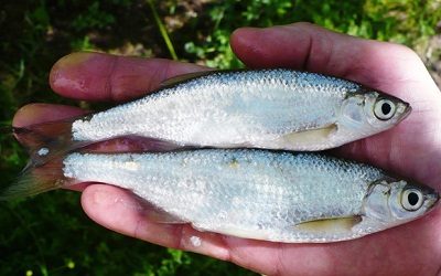 Удочка для щуки своими руками Удочка для щуки своими руками