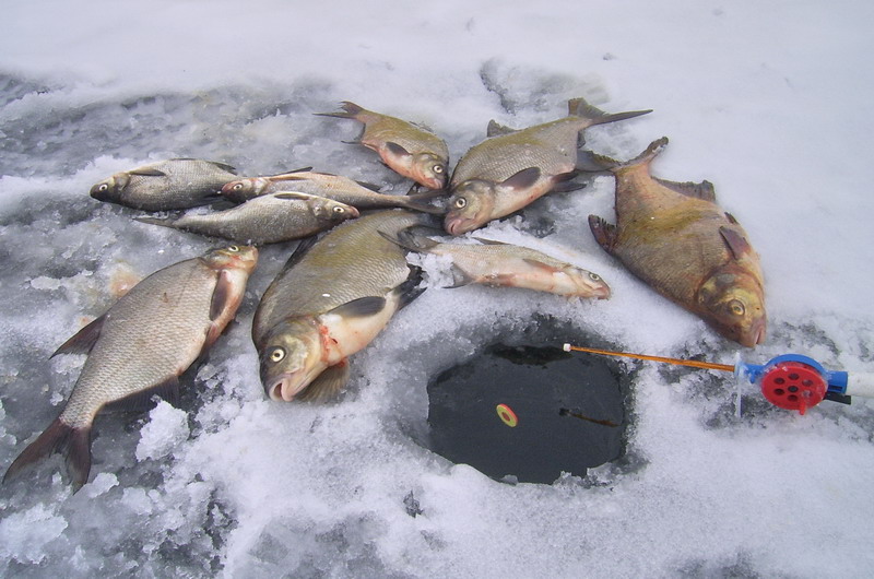 удочки для зимней рыбалки на леща