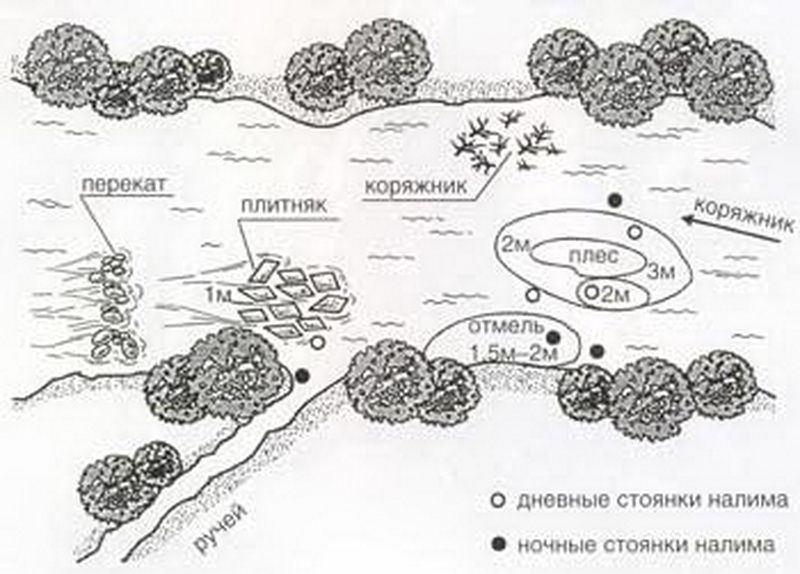 Места для ловли налима.