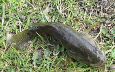 Рыба ротан, его основные характеристики и особенности