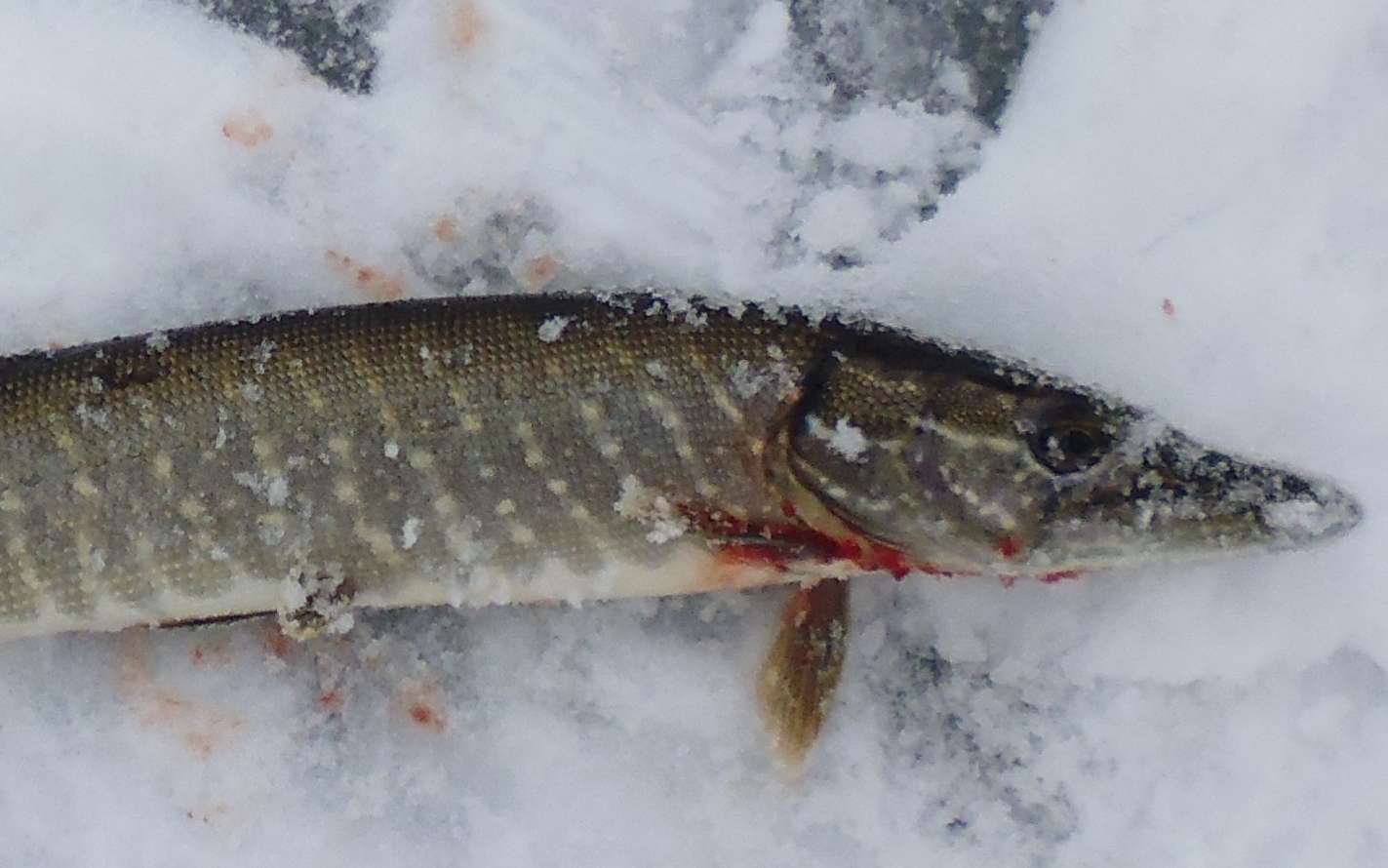 Зимняя рыбалка на щуку