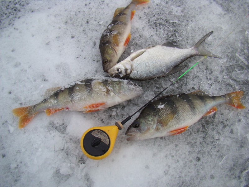 Леска для зимней рыбалки и ее роль в поимке рыбы