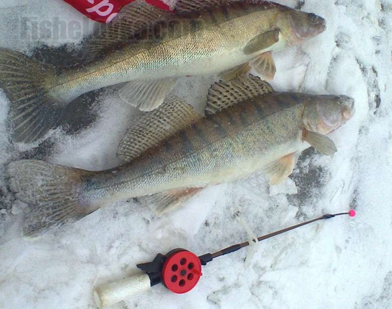 Зимняя рыбалка на судака: особенности ловли, оборудование и советы