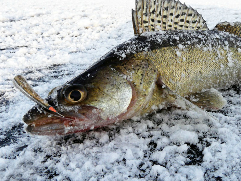 зимняя рыбалка ловля судака на бровке