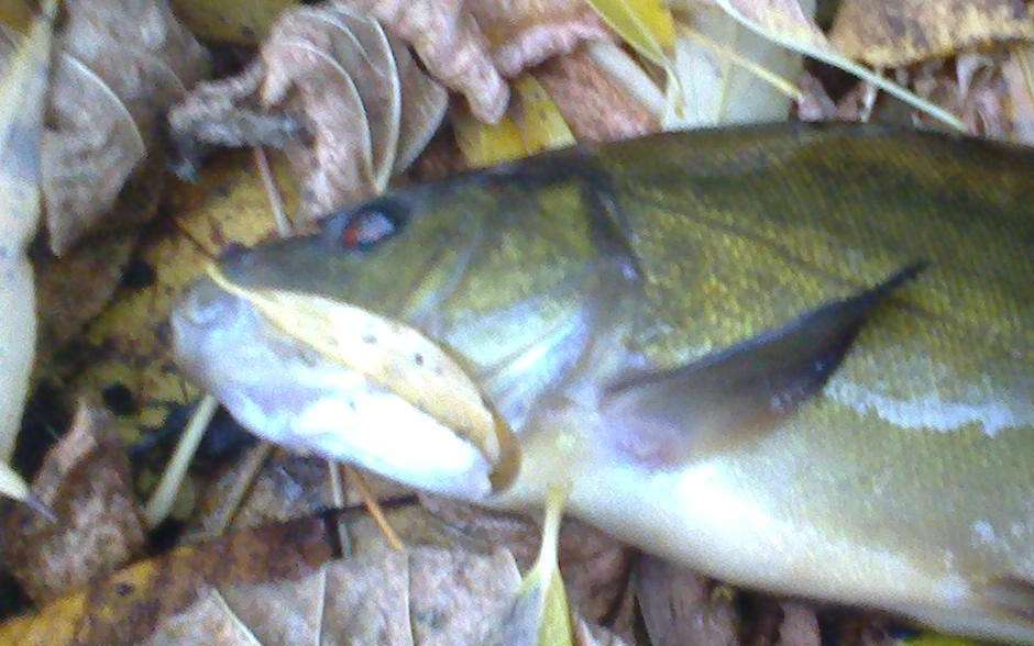 Осенняя рыбалка на линя