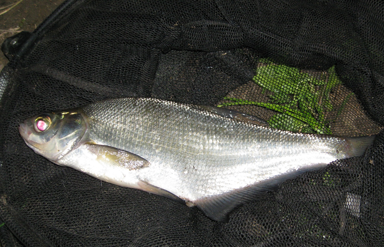 Ловля белой рыбы зимой на гирлянду - лучшие способы и советы