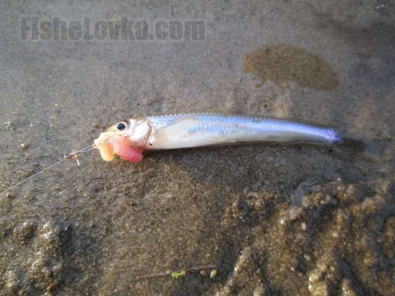 Места, где встречается пескарь, особенности поведения рыбы и подходящие снасти