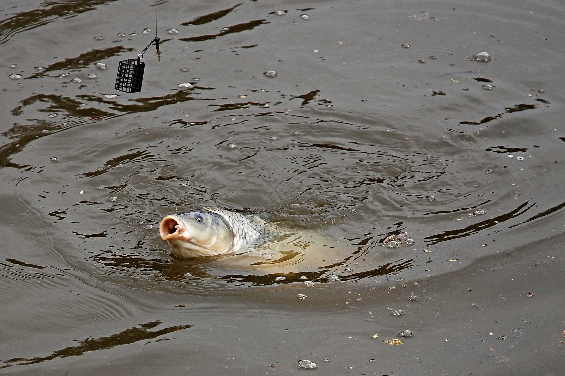 Где искать сазана на реке: полезные советы для рыболовов