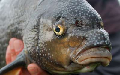 Весенняя ловля леща фидером – особенности поведения рыбы и подбор снастей