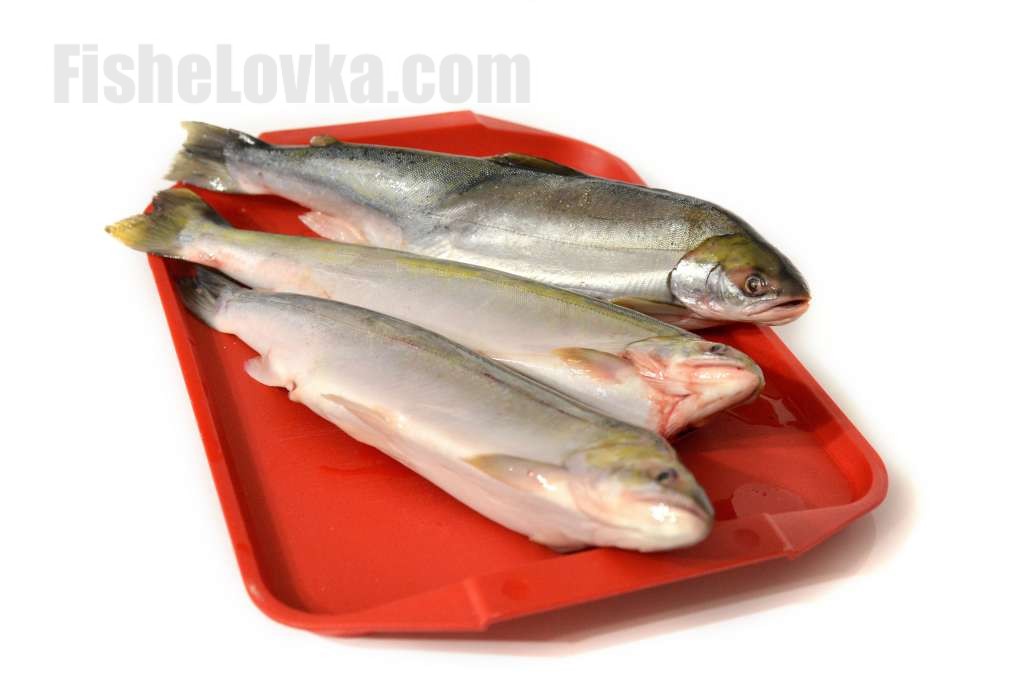 Голец