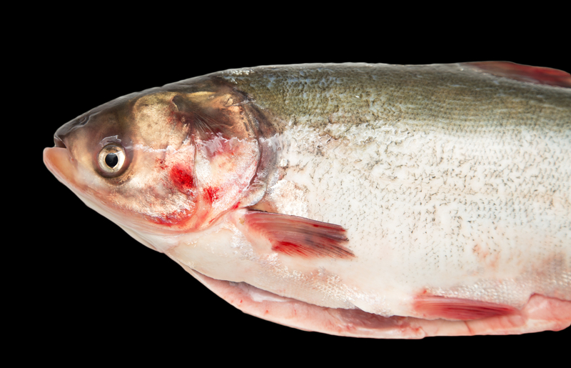 Нельма красная или белая рыба: факты и особенности