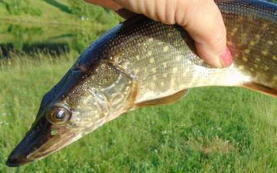 Особенности спиннинговой рыбалки на небольших реках
