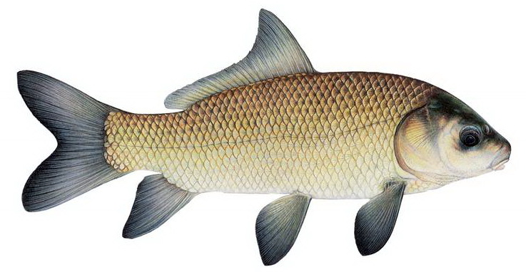 Биологические особенности рыбы буффало и основные способы ловли