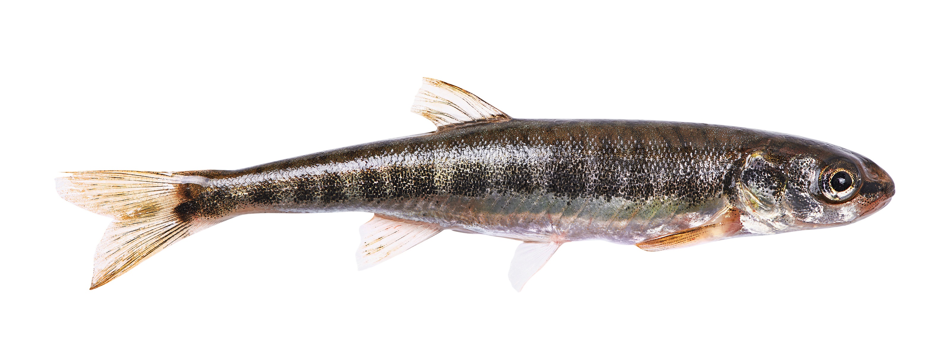 Крошка-гольян – описание рыбы и ее привлекательность для рыбаков