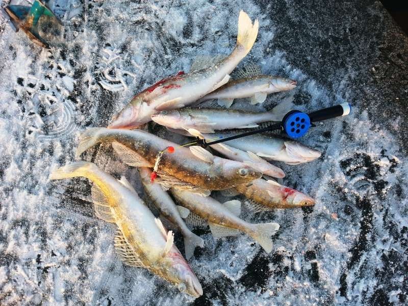 Основные особенности весенней ловли судака – по последнему льду и открытой воде