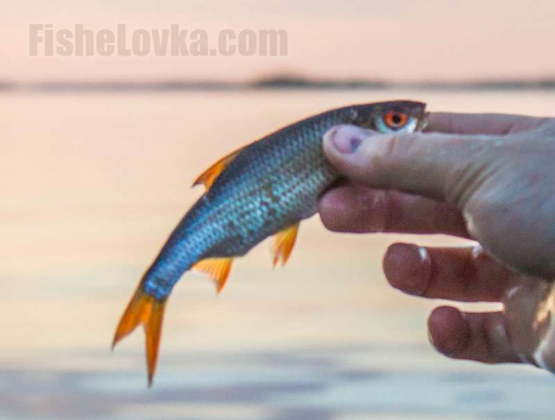 Эффективные способы таранить в реальной рыбалке - секреты и советы