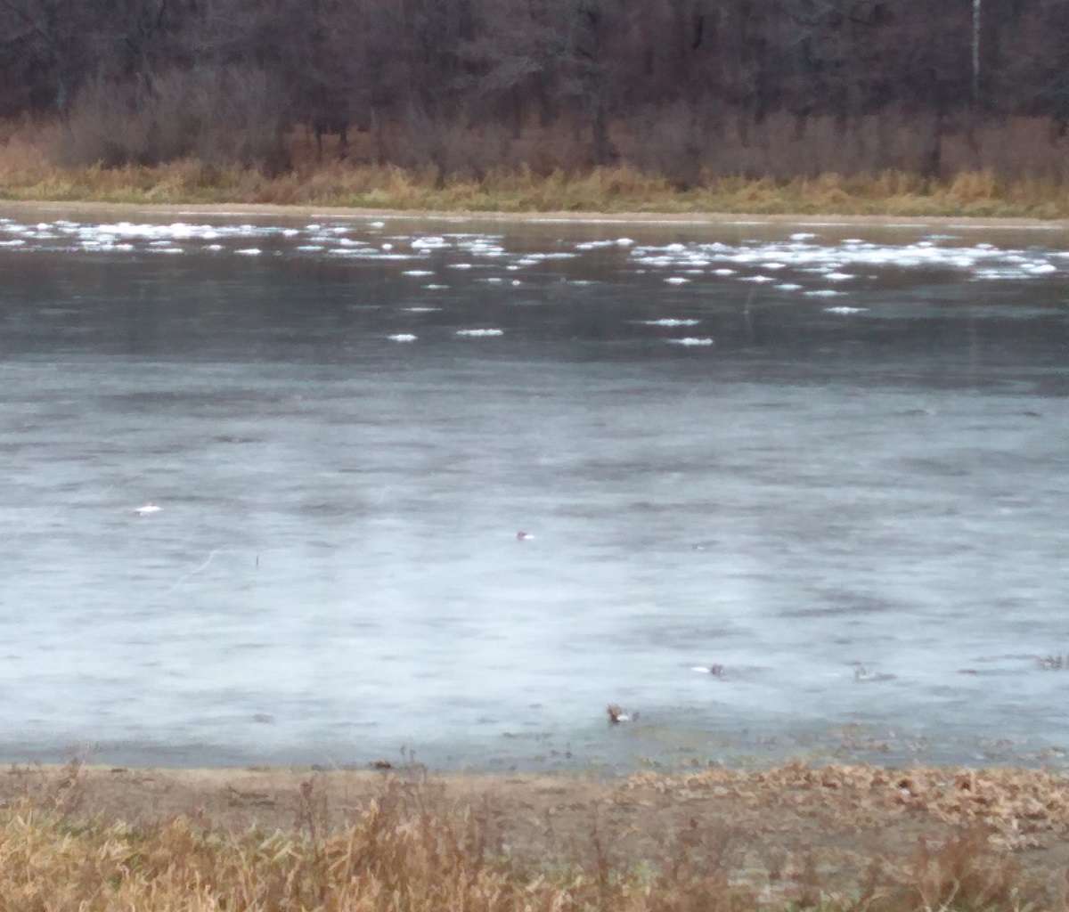 Явление замора в замкнутых водоемах